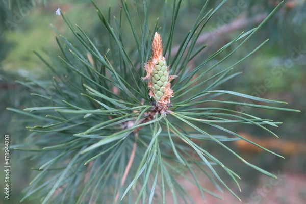 Fototapeta In the spring the pine branches come alive