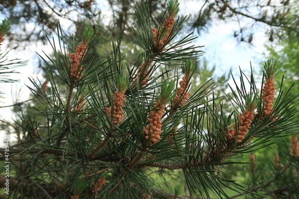 Fototapeta Pine cones grow in spring