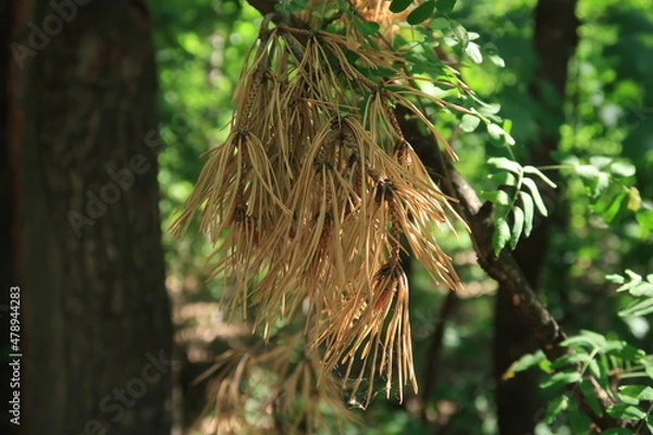Obraz Dry pine needles are very beautiful