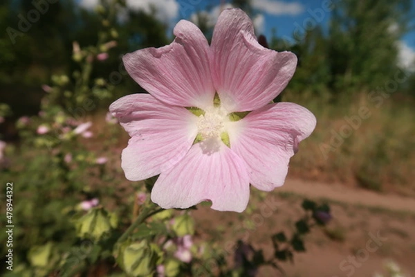 Obraz Pink forest flower cheers up
