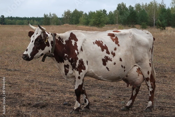 Obraz The spotted cow gives a lot of milk.
