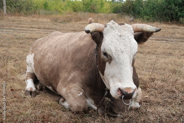 Obraz The bull nicknamed Mooney is very serious