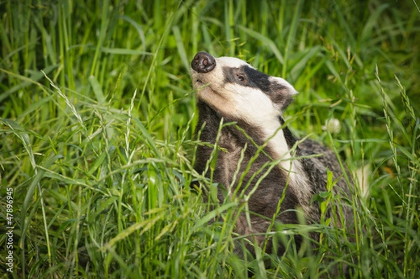 Obraz Badger in the evening