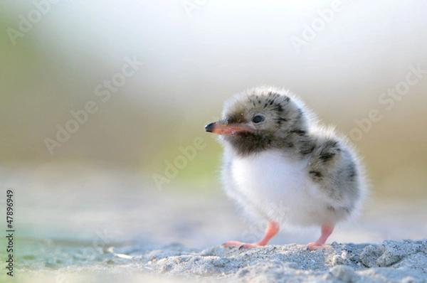 Obraz Common Tern chick