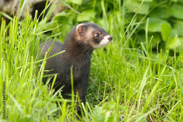 Obraz European polecat