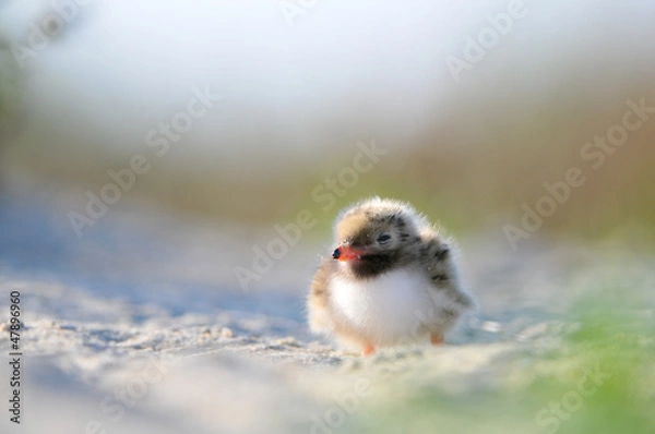 Obraz Common Tern chick