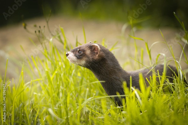 Obraz Polecat in grass