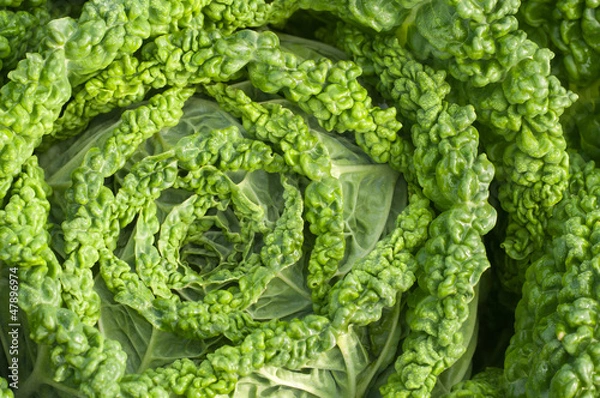 Obraz Savoy cabbage