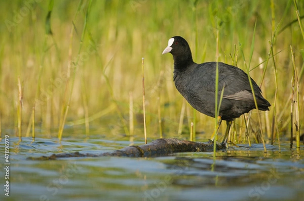 Obraz Coot near lake