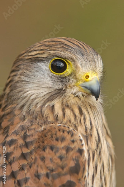 Fototapeta Portret van een Torenvalk