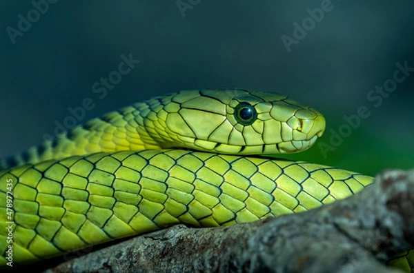 Fototapeta Close up of a green snake on a blurry background