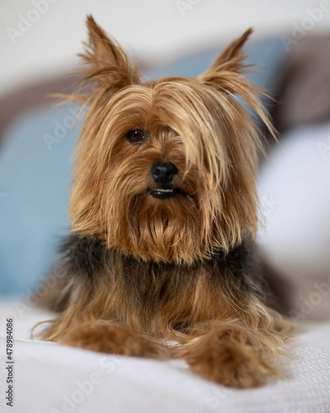 Obraz Mimada Yorkshire terrier 