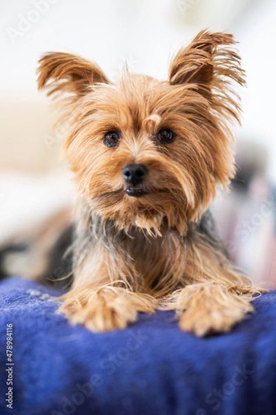 Obraz Mimada Yorkshire terrier 