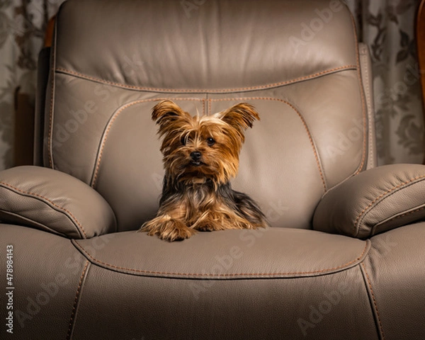 Obraz Mimada Yorkshire terrier 