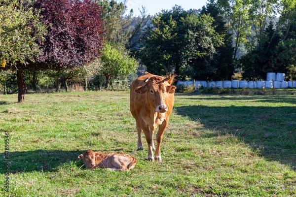 Obraz Galician blonde cows grazing in the fields of the municipality of Santiago de Compostela, Galicia, north west of Spain.