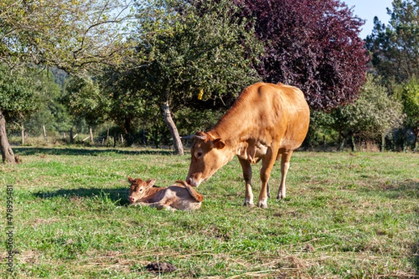 Obraz Galician blonde cows grazing in the fields of the municipality of Santiago de Compostela, Galicia, north west of Spain.