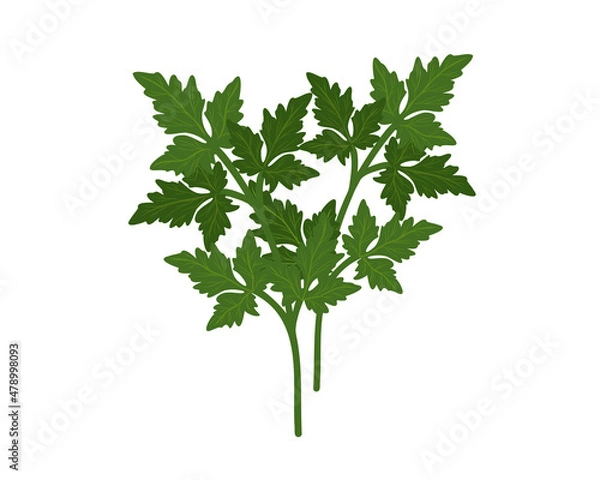 Fototapeta Parsley isolated on white background hand drawn flat vector illustration.