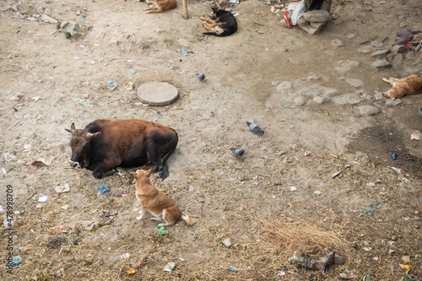Obraz nepali street animals