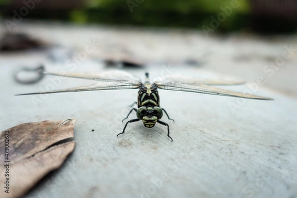 Obraz Broken Dragonfly 2