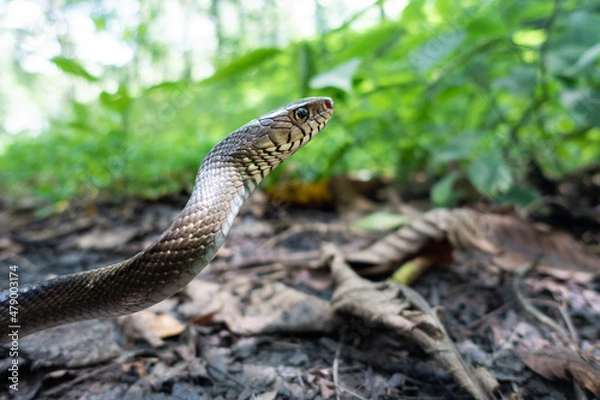 Obraz Rat Snake