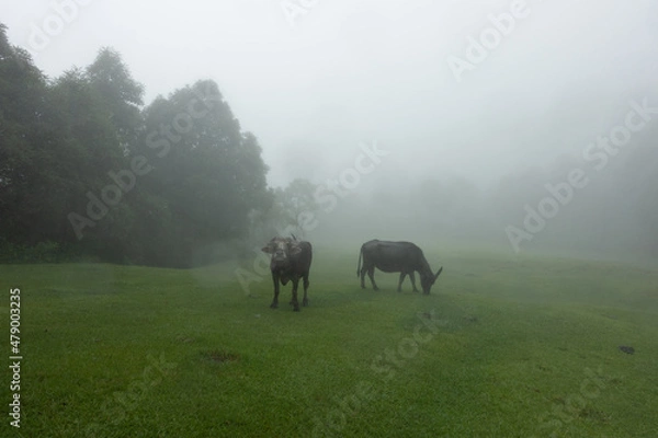 Obraz Nepal Buffalo 2