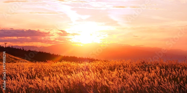 Obraz 夕焼けに輝くススキの草原[長野県･霧ヶ峰高原]