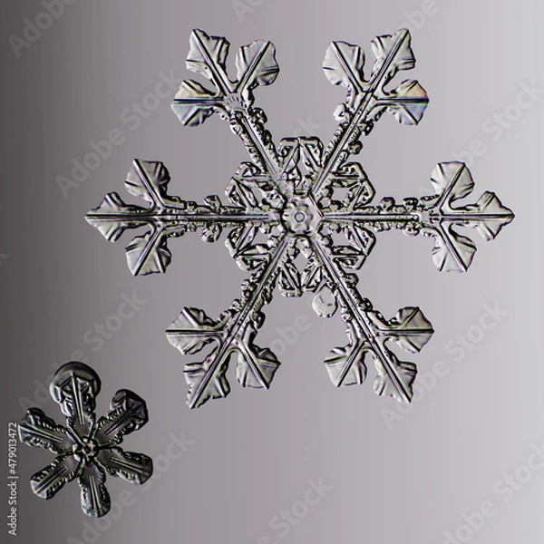 Fototapeta Real snowflakes