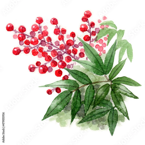 Fototapeta アナログ水彩南天の赤い実