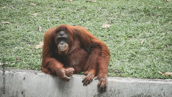 Obraz orangutans in a zoo
