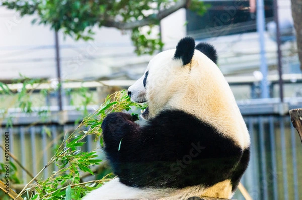 Obraz 左を向いて笹を食べるジャイアントパンダの子パンダ