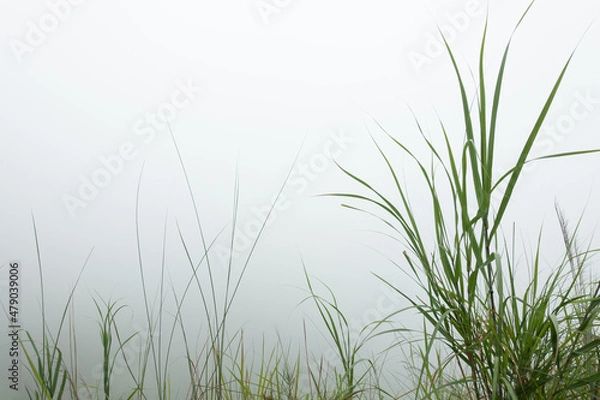 Obraz foggy grass