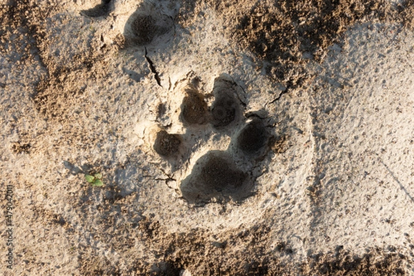 Obraz Tiger footprint