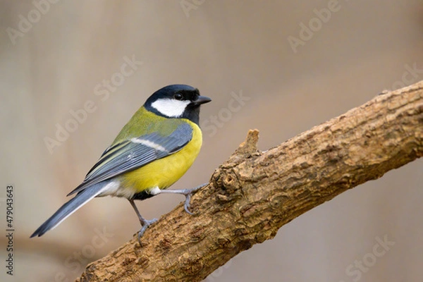 Fototapeta A great tit sitting on a twig