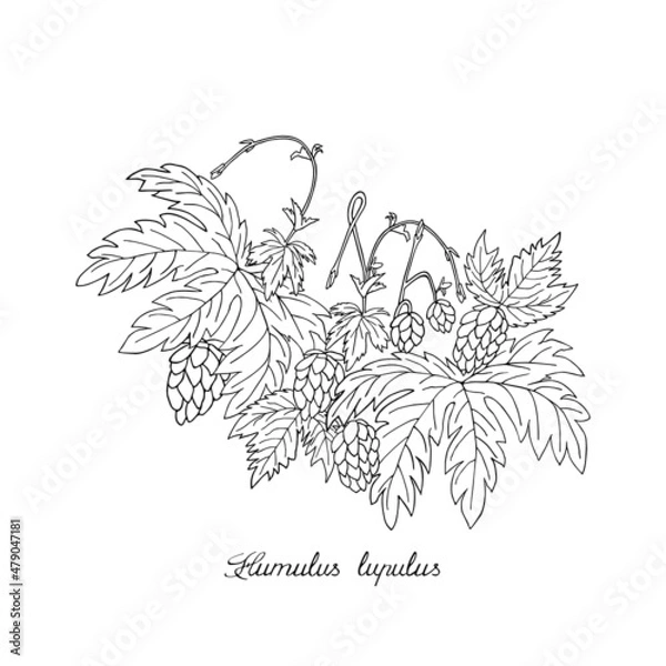 Fototapeta Hops, lupolo. Sketch, lettering in latin