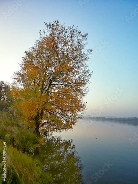 Obraz tree on the river