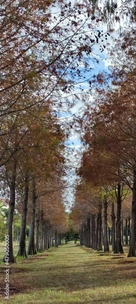 Obraz The pine trunks with forest on a background