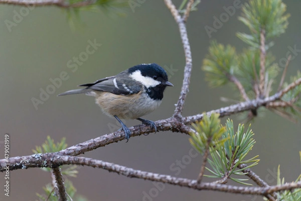 Obraz Coat tit, Periparus ater