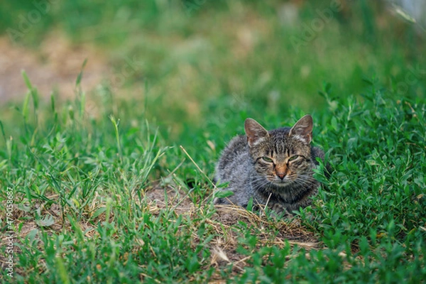 Fototapeta Cute gray cat with green eyes and pink nose, resting on green grass in the garden
