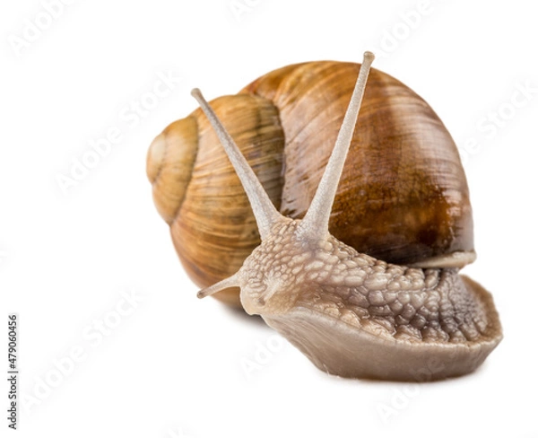 Obraz snail isolated on white background