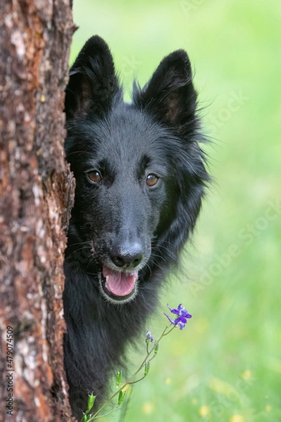 Fototapeta Belgian sheepdog looking out from behind tree with wildflower and green background