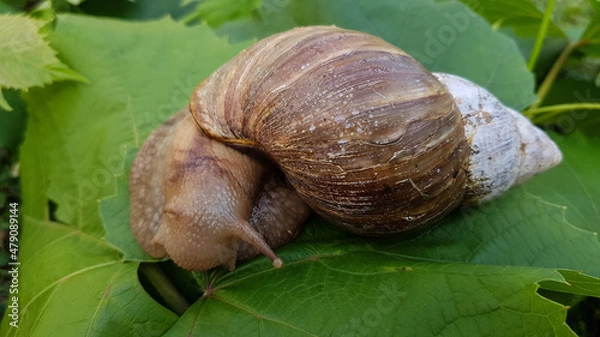 Obraz a large snail crawls on the grass in summer