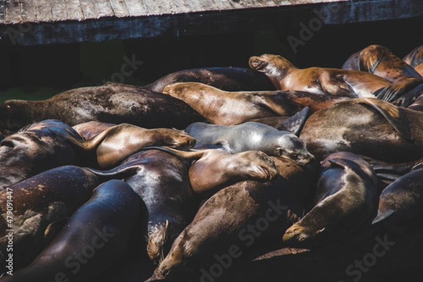 Obraz sea lions
