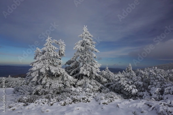 Obraz winter trees