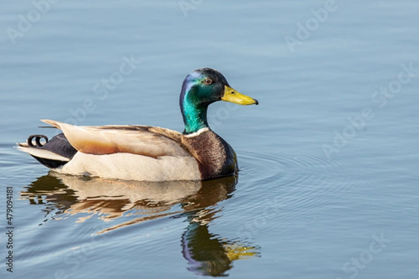 Obraz Mallard