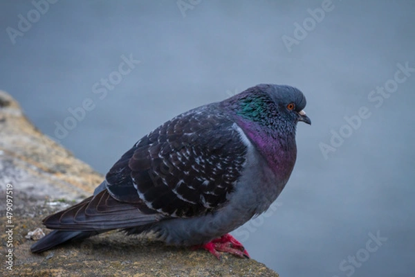 Obraz Pigeon on Wall