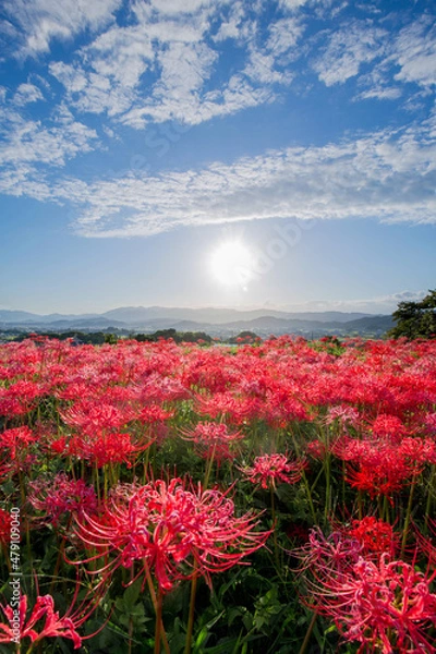 Obraz 九品寺の彼岸花と朝日＿縦位置