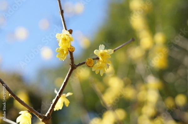Fototapeta 青空に映えるロウバイのアップ