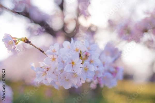 Obraz 桜