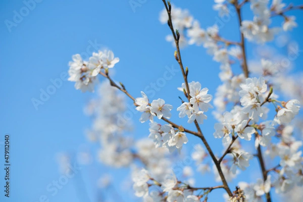 Obraz 青空と桜
