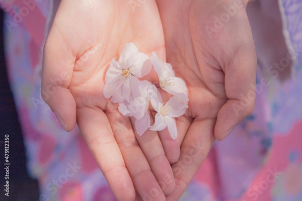 Obraz 手のひらの桜